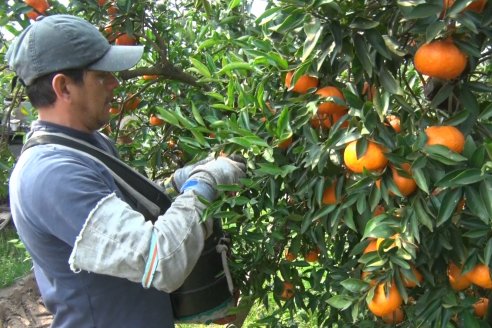 Visita a Establecimeinto Citricola El Aroma - Colonia Roca, Departamento Concordia