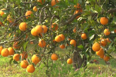 Visita a Establecimeinto Citricola El Aroma - Colonia Roca, Departamento Concordia