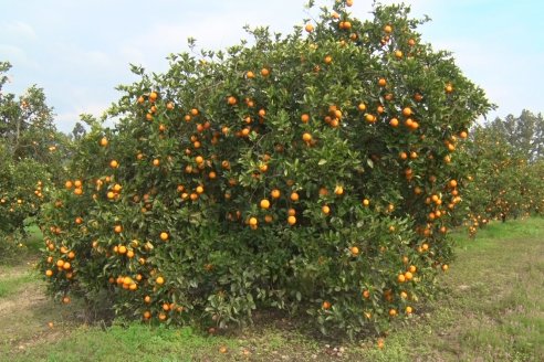Visita a Establecimeinto Citricola El Aroma - Colonia Roca, Departamento Concordia