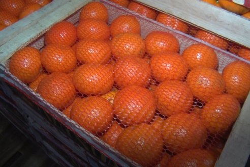 Visita a Establecimeinto Citricola El Aroma - Colonia Roca, Departamento Concordia