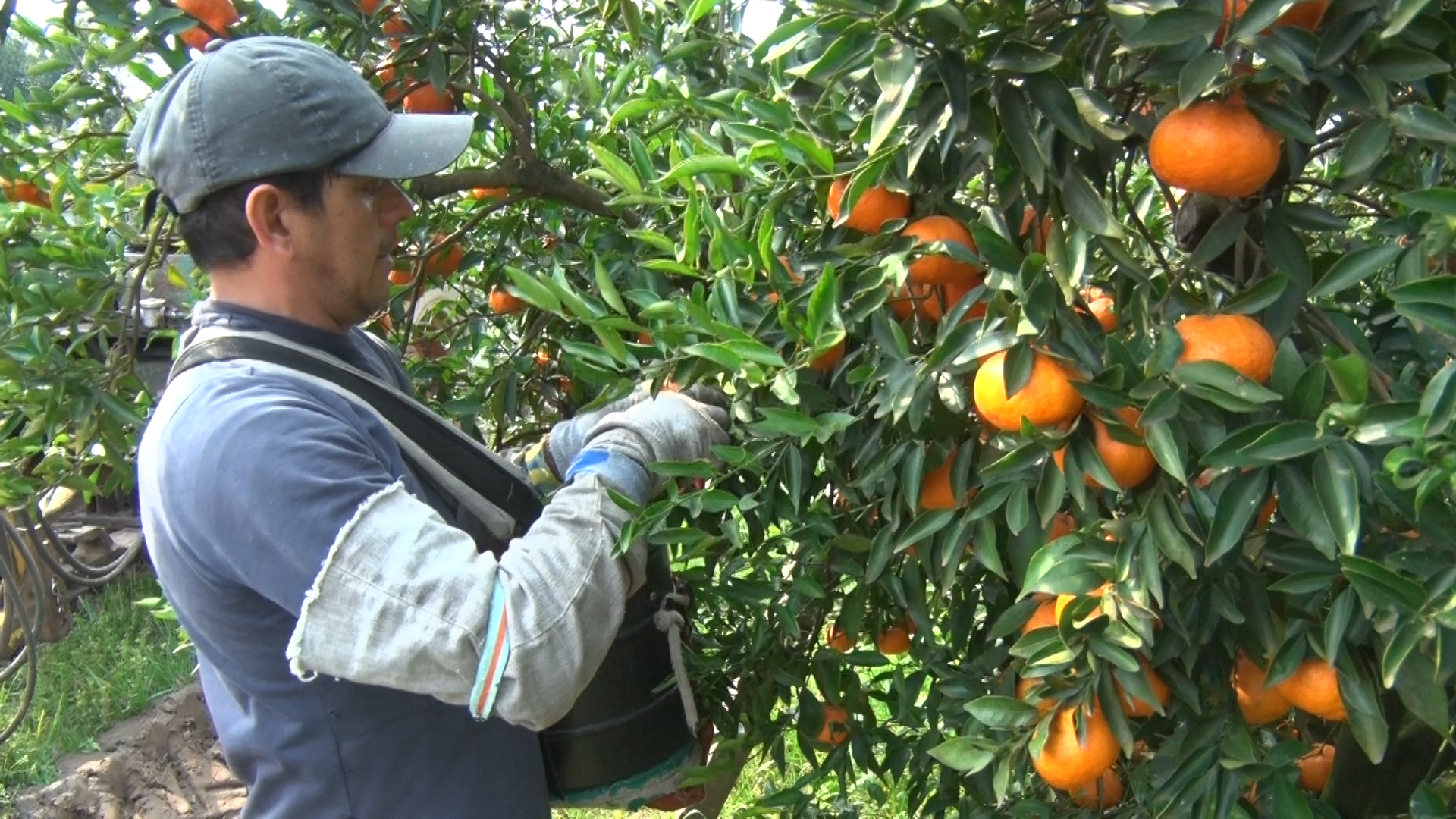 En El Aroma logran citrus de calidad a través de la combinación del manejo y la genética de varietales apropiados