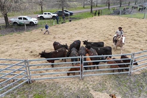 Visita a Estancia Don Pastor - Lucas Norte, Entre Rios - Previa al 21° Remate Anual Angus y 1° Brangus