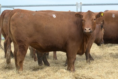 Visita a Estancia Don Pastor - Lucas Norte, Entre Rios - Previa al 21° Remate Anual Angus y 1° Brangus
