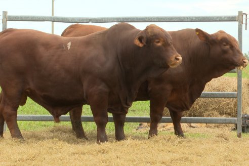 Visita a Estancia Don Pastor - Lucas Norte, Entre Rios - Previa al 21° Remate Anual Angus y 1° Brangus