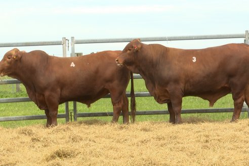 Visita a Estancia Don Pastor - Lucas Norte, Entre Rios - Previa al 21° Remate Anual Angus y 1° Brangus