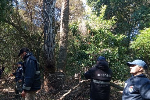 Plaga: revisan palmeras para paliar el avance del picudo rojo