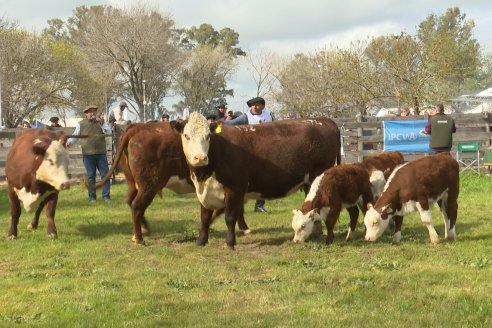 Postales de la 39° Exposición Nacional Hereford en Sociedad Rural de Gualeguaychú