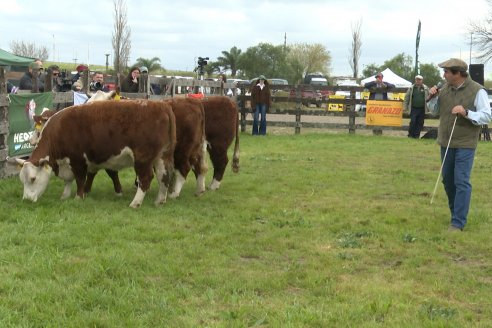 Postales de la 39° Exposición Nacional Hereford en Sociedad Rural de Gualeguaychú