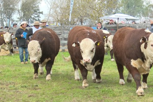 Postales de la 39° Exposición Nacional Hereford en Sociedad Rural de Gualeguaychú