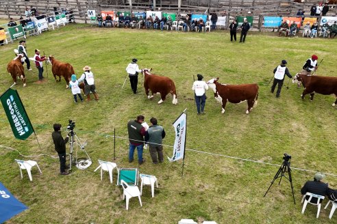 Postales de la 39° Exposición Nacional Hereford en Sociedad Rural de Gualeguaychú