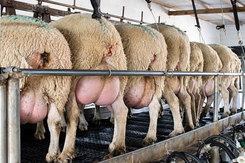 Leche de oveja: el alimento funcional que busca lugar