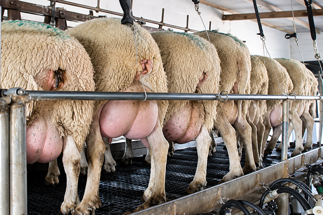 Tiene más proteínas que la leche de vaca, se digiere mejor