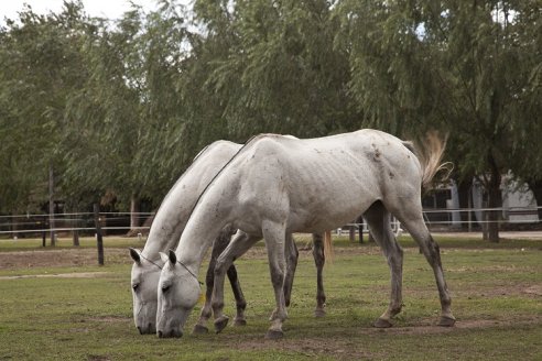 Cómo prevenir un virus que afecta a los equinos