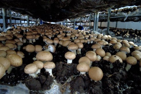 Hongos: más producción en la misma superficie