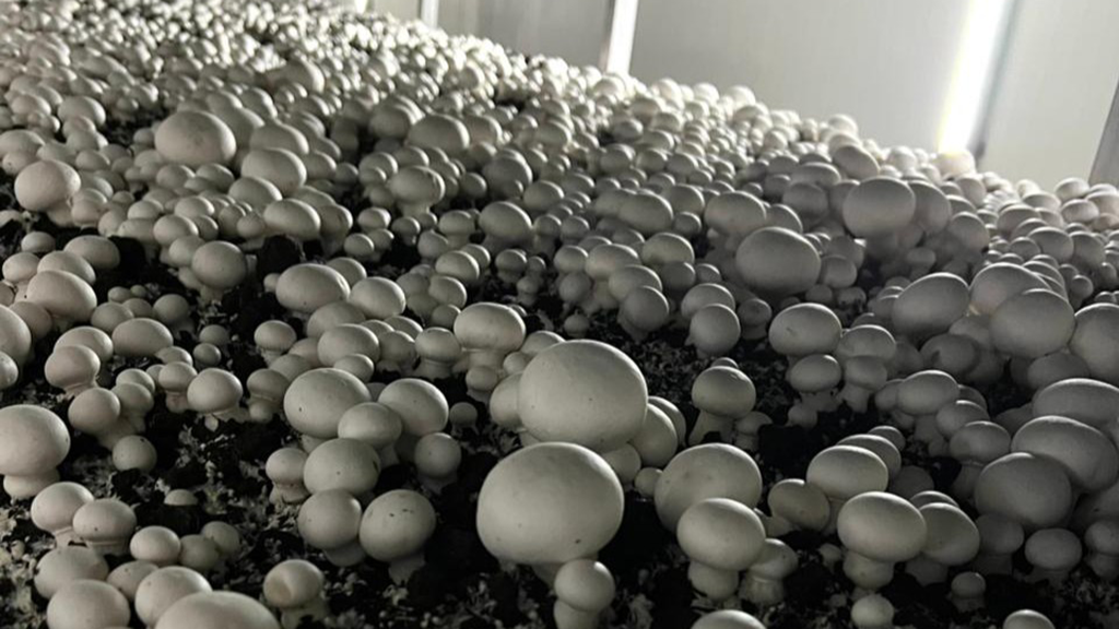 Hongos: más producción en la misma superficie