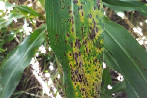 Roya del sorgo: Cómo saber cuando se potencia la enfermedad