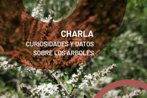 &ldquo;Curiosidades y datos sobre los árboles&rdquo;