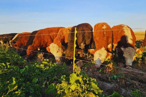 Remolacha forrajera: una alternativa para producir carne de calidad en invierno