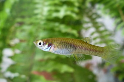 Peces para combatir larvas de mosquitos transmisores de enfermedades