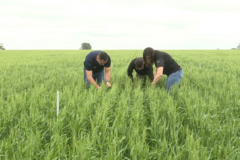 Ensayo Nanourea NUP de Philagro en trigo - Arroyo Clé, Departamento Tala