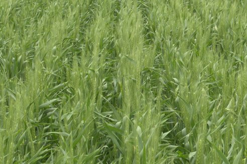 Ensayo Nanourea NUP de Philagro en trigo - Arroyo Clé, Departamento Tala
