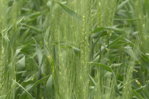 Ensayo Nanourea NUP de Philagro en trigo - Arroyo Clé, Departamento Tala