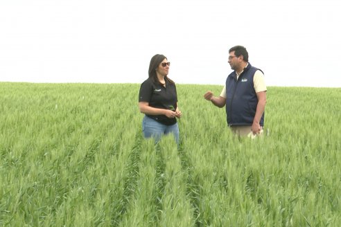 Ensayo Nanourea NUP de Philagro en trigo - Arroyo Clé, Departamento Tala