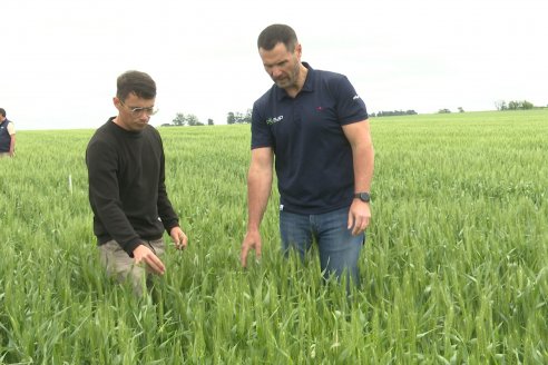 Ensayo Nanourea NUP de Philagro en trigo - Arroyo Clé, Departamento Tala