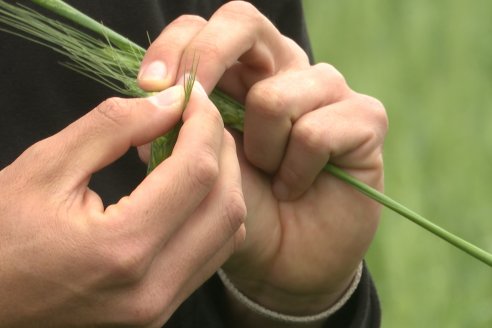 Ensayo Nanourea NUP de Philagro en trigo - Arroyo Clé, Departamento Tala
