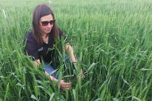 Ensayo Nanourea NUP de Philagro en trigo - Arroyo Clé, Departamento Tala