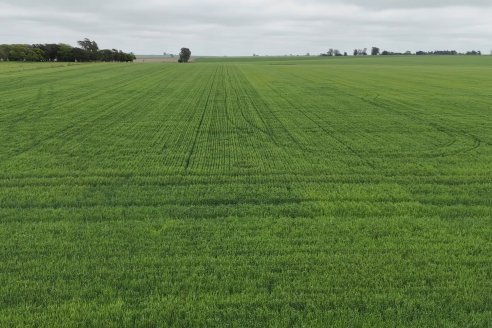 Ensayo Nanourea NUP de Philagro en trigo - Arroyo Clé, Departamento Tala