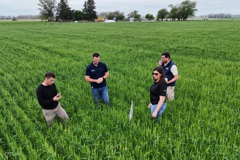 Ensayo Nanourea NUP de Philagro en trigo - Arroyo Clé, Departamento Tala