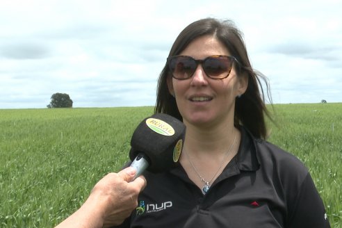 Ensayo Nanourea NUP de Philagro en trigo - Arroyo Clé, Departamento Tala