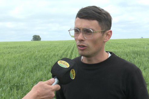Ensayo Nanourea NUP de Philagro en trigo - Arroyo Clé, Departamento Tala