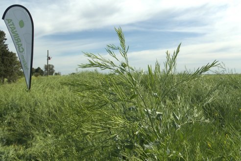 1° Simposio Mundo Brassicas en Paraná organizado por Nufarm