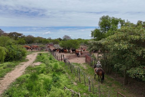 Osvaldo Mayr - Isla El Peluquero - Traslado de hacienda a tierra firme