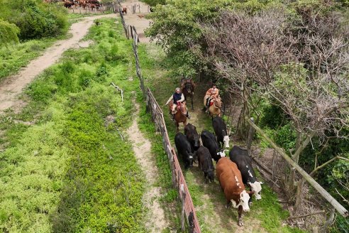 Osvaldo Mayr - Isla El Peluquero - Traslado de hacienda a tierra firme